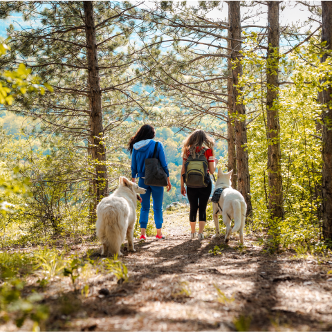 randonee-chien-vallee-dordogne-lot.png