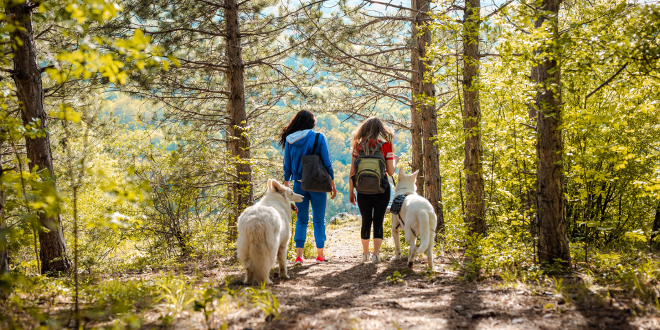 randonee-chien-vallee-dordogne-lot.png