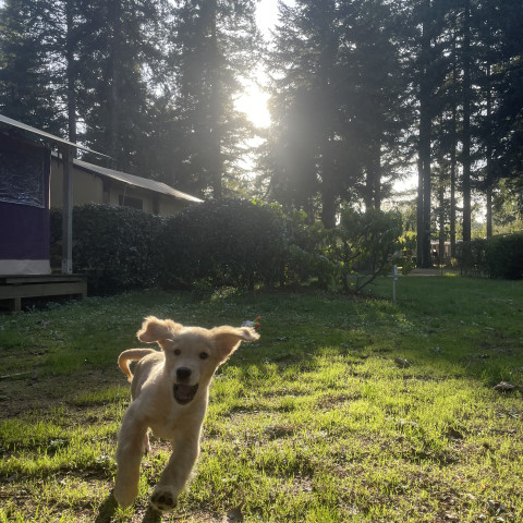 oslo-chien-camping.jpg